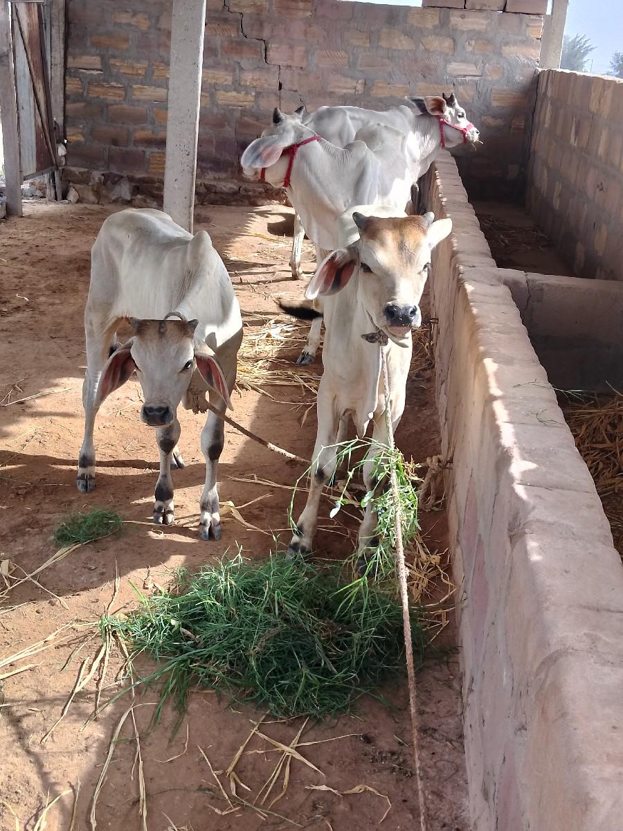 લેવાના હોય તો જ ફોન કરવો