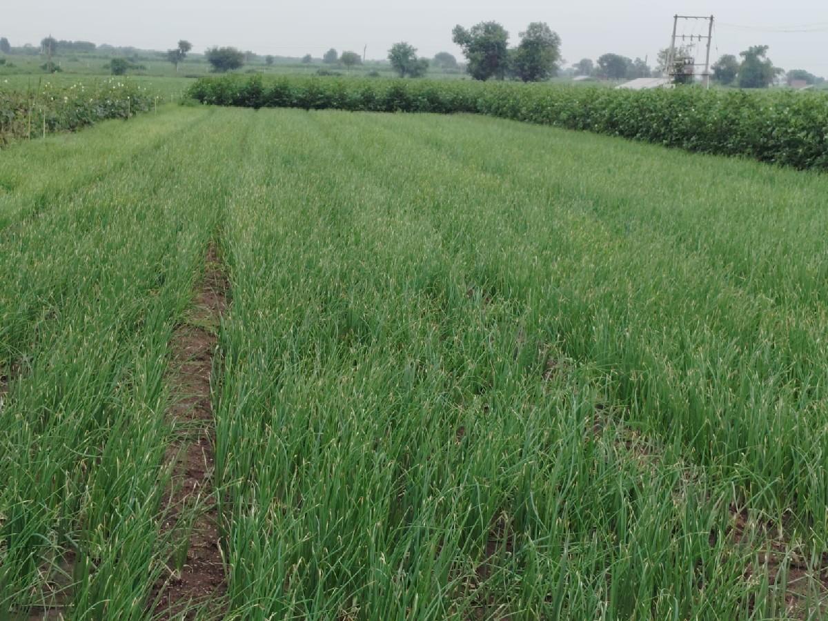 ડુંગળીનો રોપ વેચવાનો છે