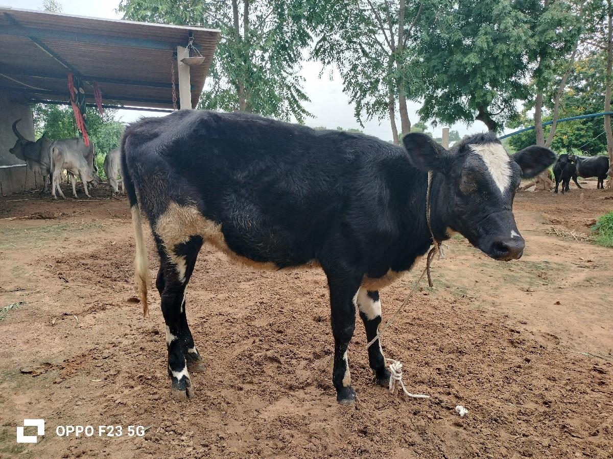 थंबनेल 2