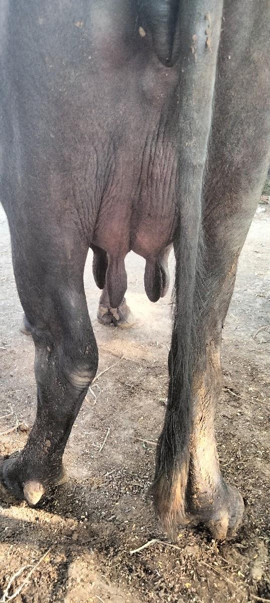 ભેંસ વેચવાની છે