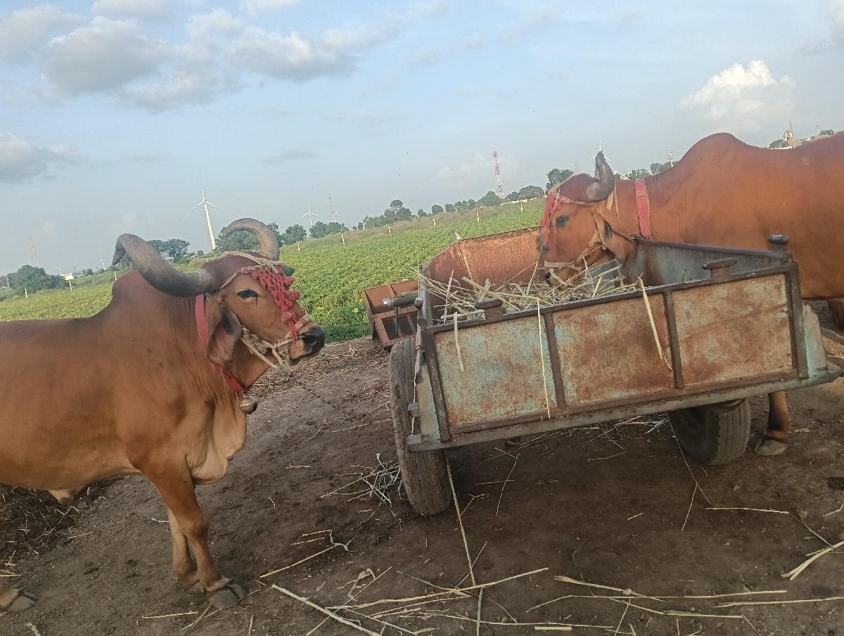 થંબનેલ 3