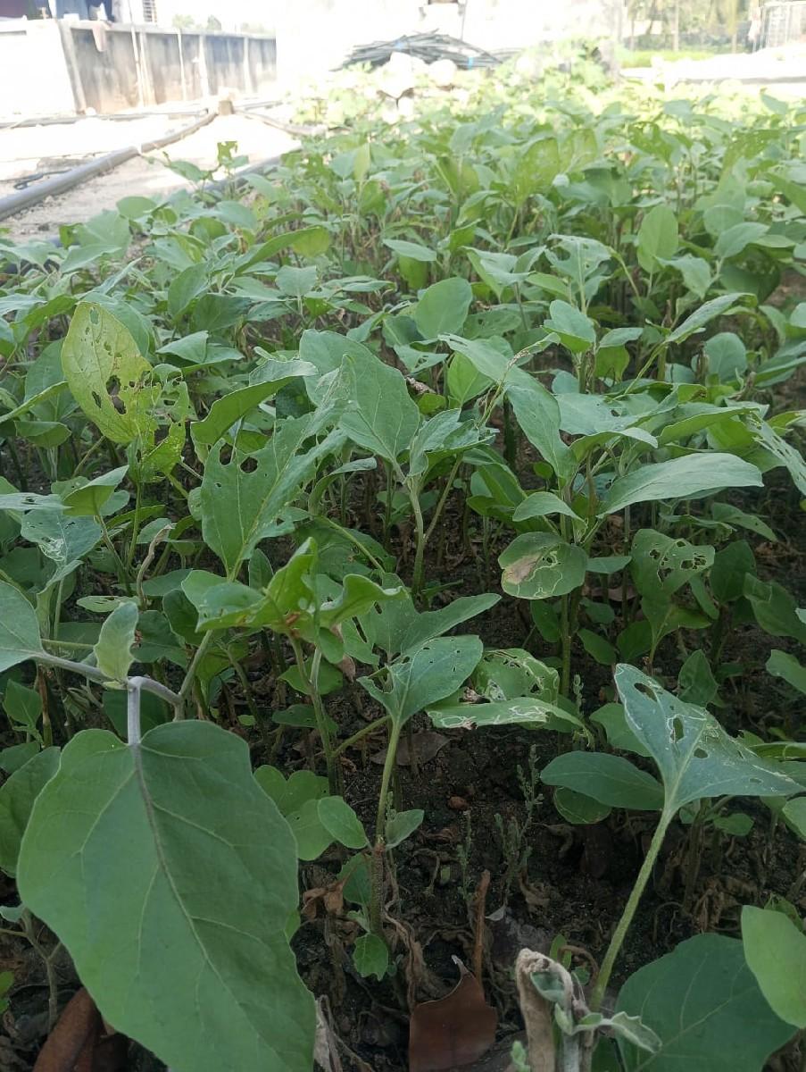 રીંગણી નો રોપ