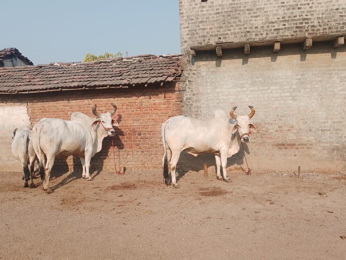 થંબનેલ 3