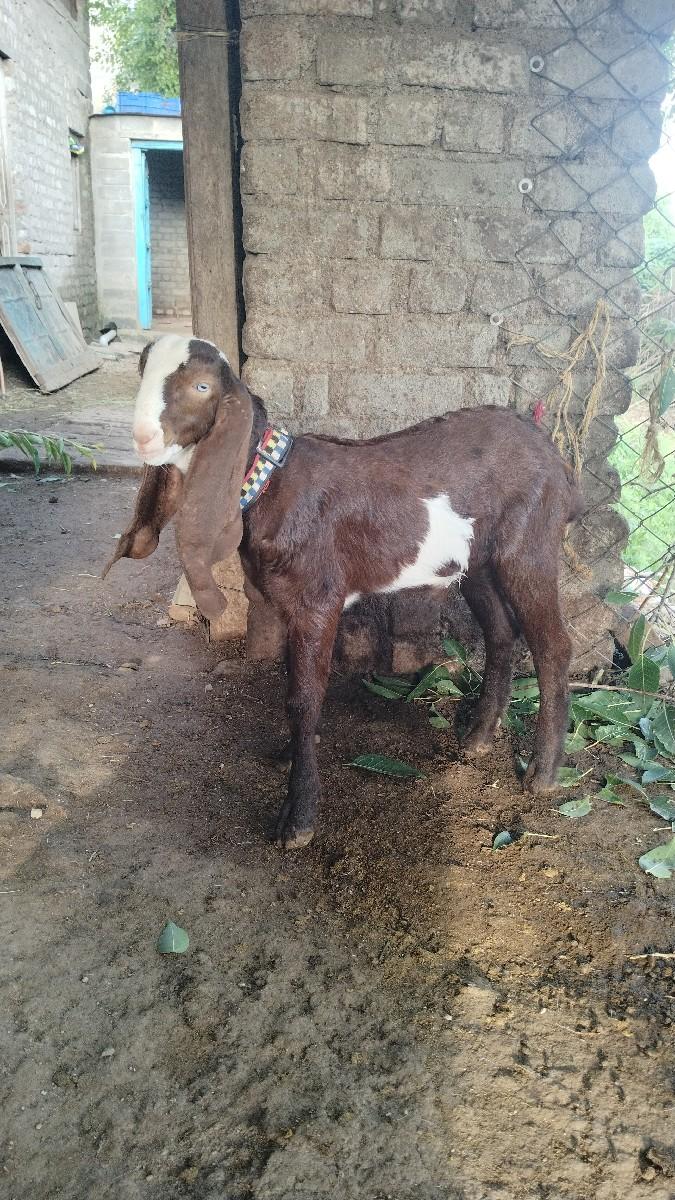 પ્યોર હૈદરાબાદી બકરો