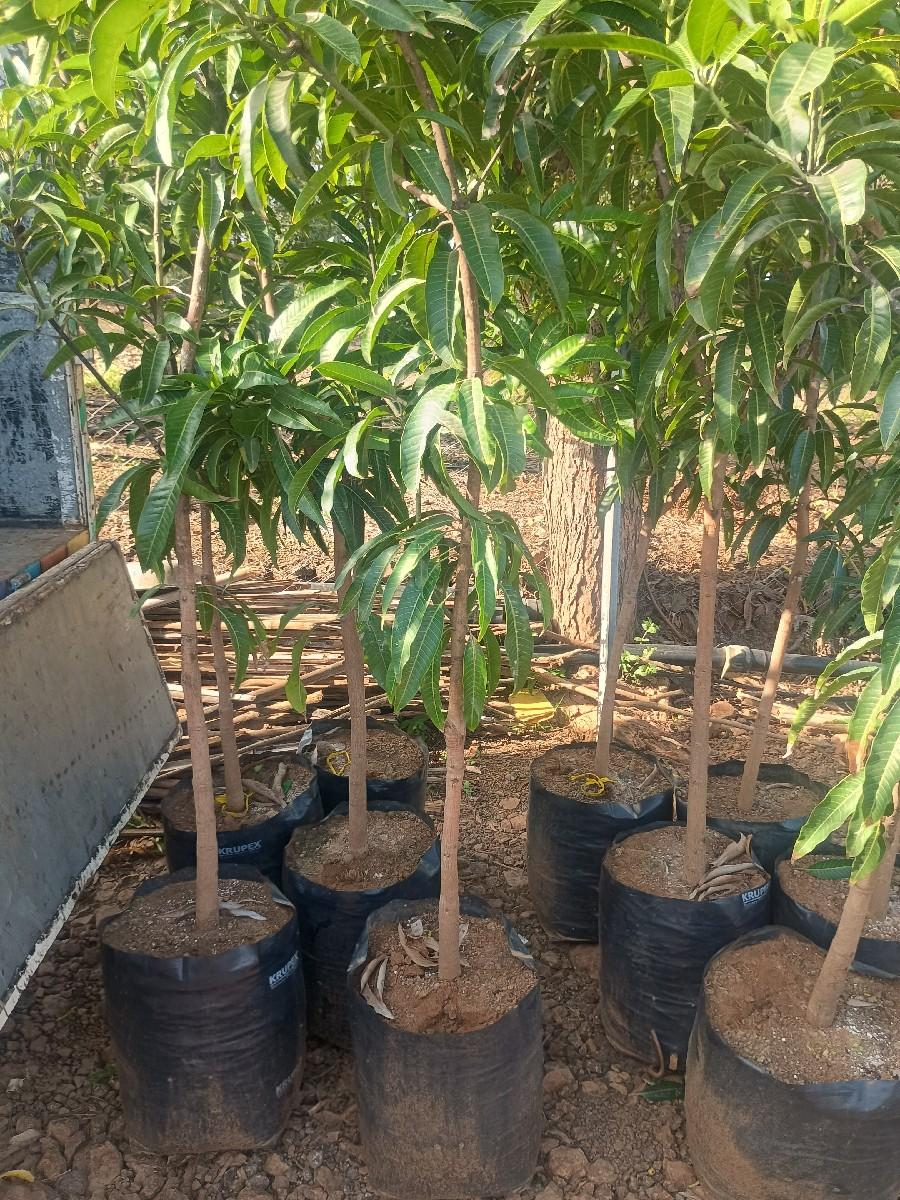 laljibhai 9712285261