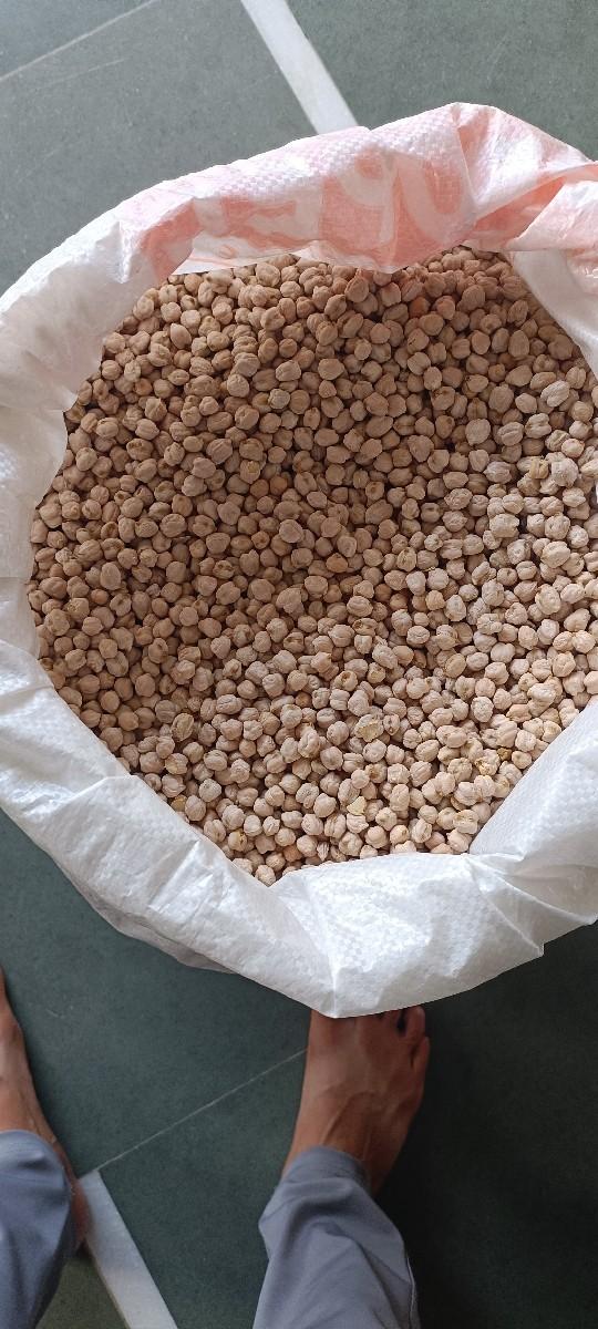 શોલે ચણા બીયારણ માટે વેચવાના છે