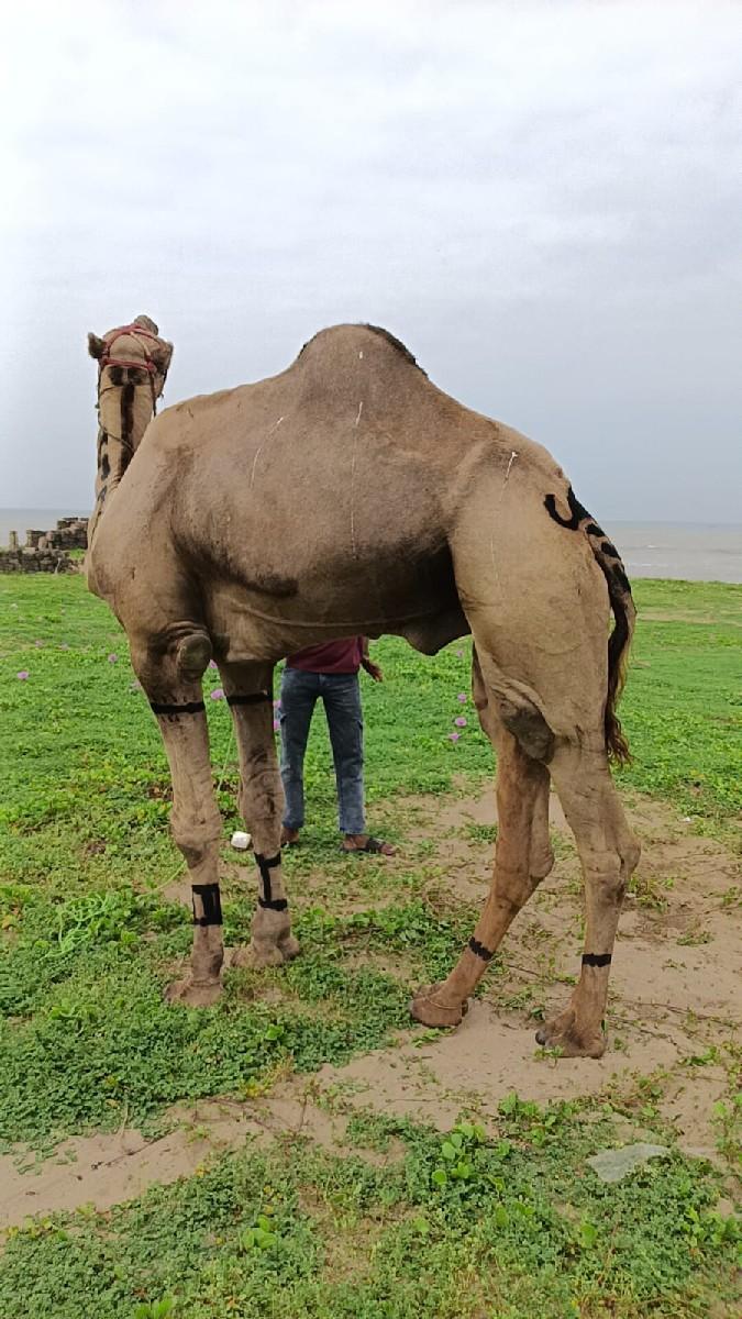 ઉંટ અને ગાડી વેચવાની છે બંને