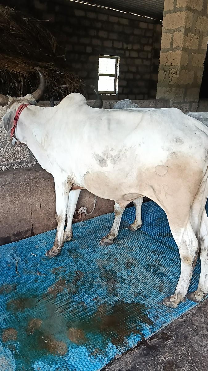 સાલું કરેલ ગોધલા કિંમત 40000