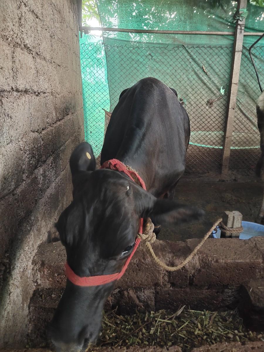 थंबनेल 2