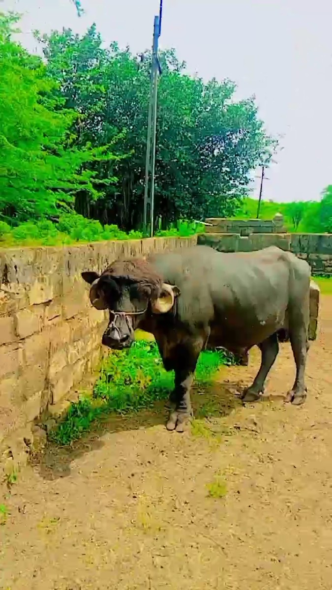 થંબનેલ 3