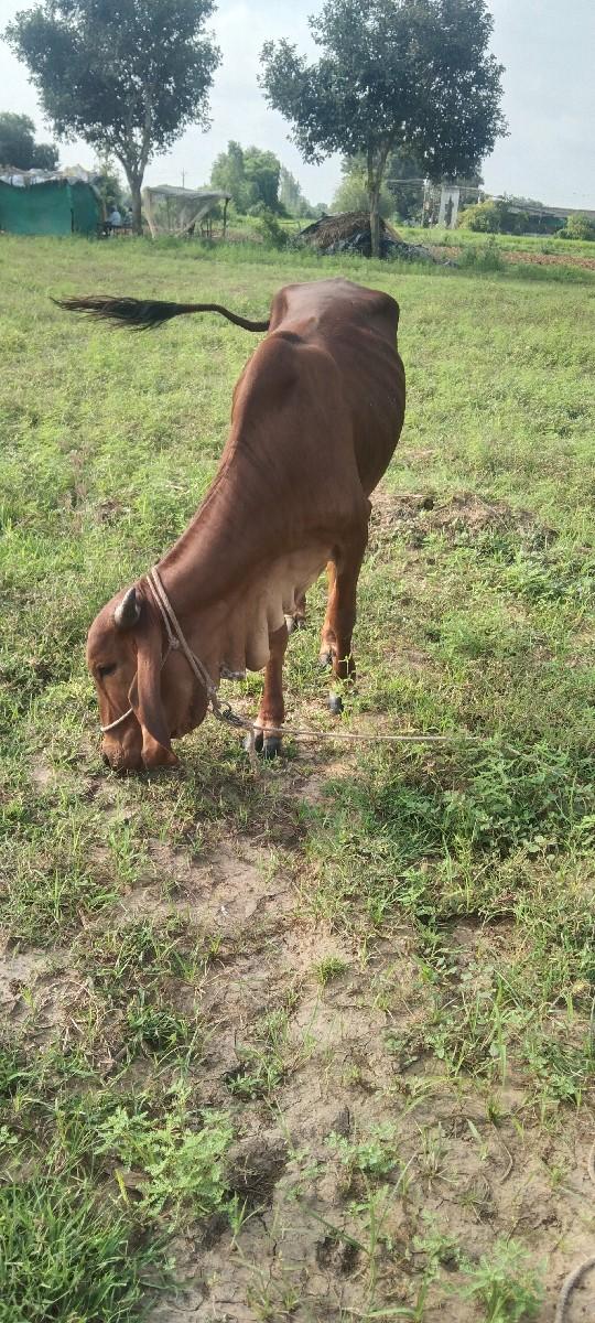 વેચવાની