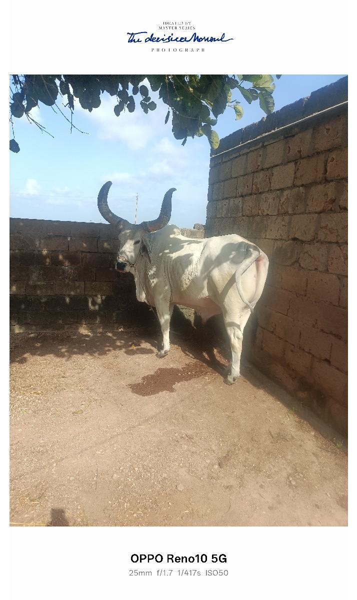 બળદ વેસવા નો છે