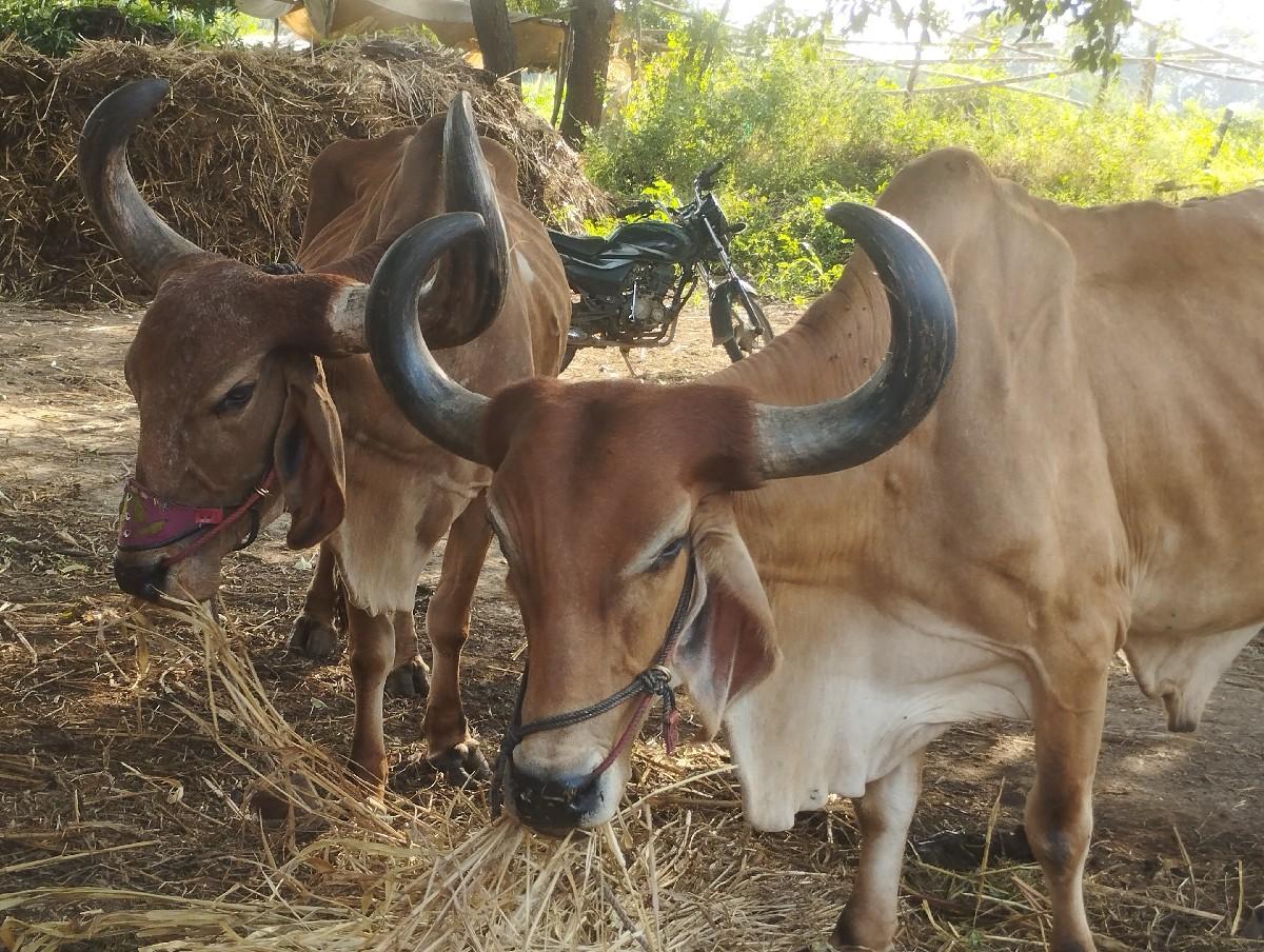 થંબનેલ 3