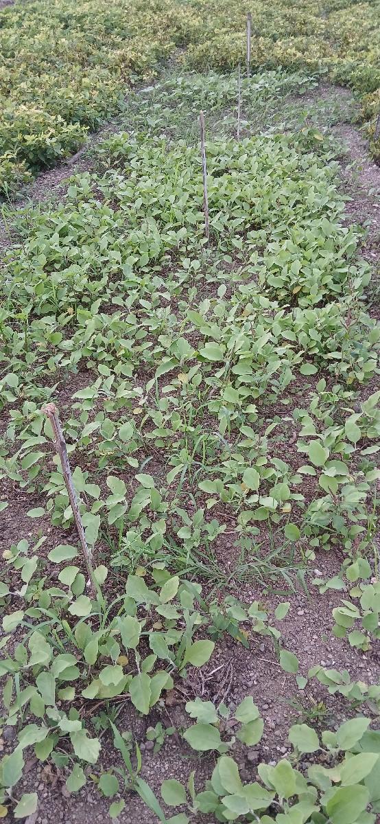 રીંગણ નો રોપ વેચવાનો છે