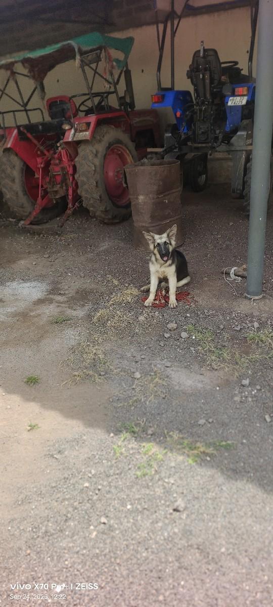 વેચવાનું