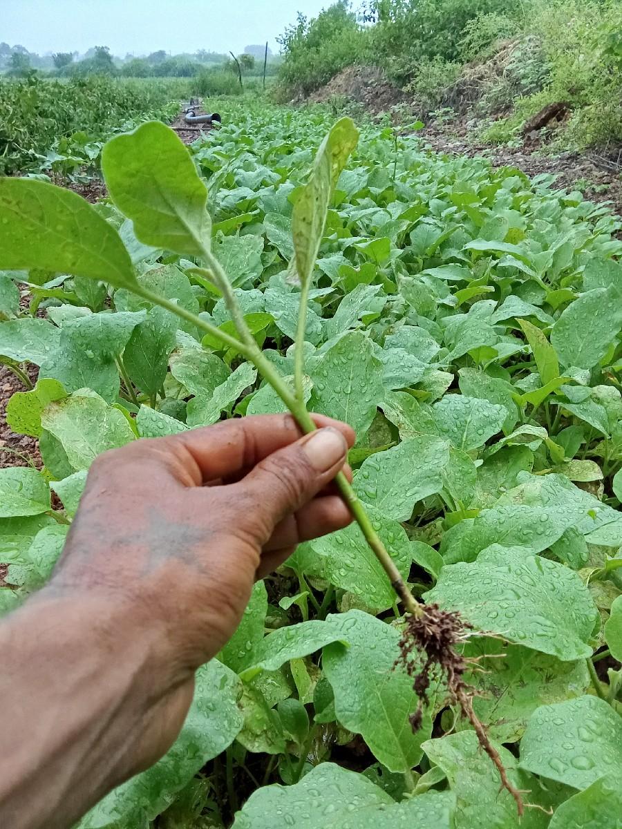 ભાટિયા રીંગડા