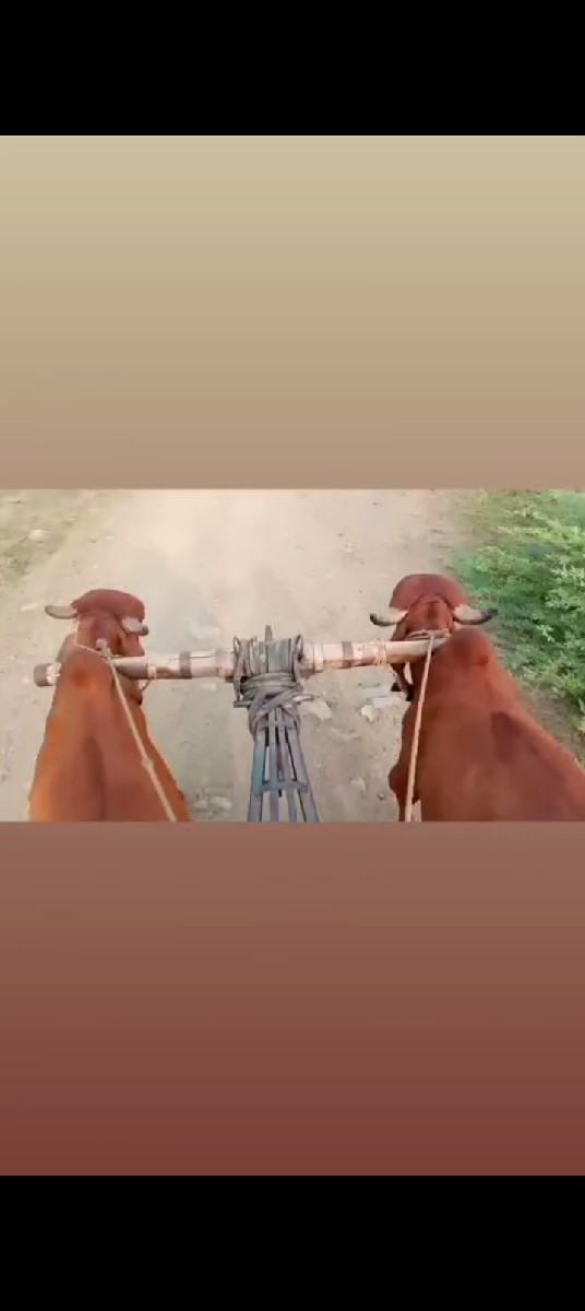 ગોઢલા વેચવા ના છે