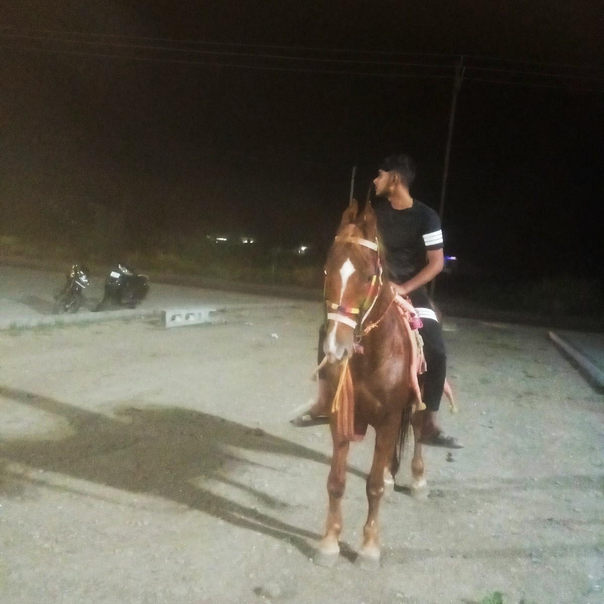 ઘોડીનાસાટાકરવાનાછે ઘોડિઘોડોહાલે