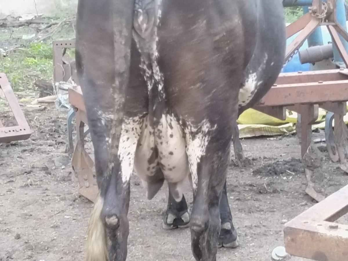 ગીર ક્રોસ ગાઈ વેચવાની છે