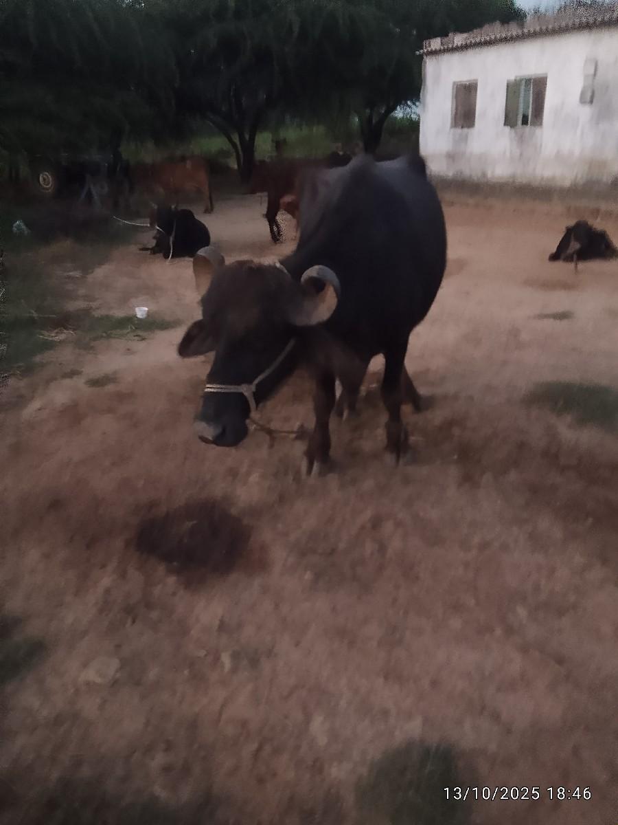 थंबनेल 3