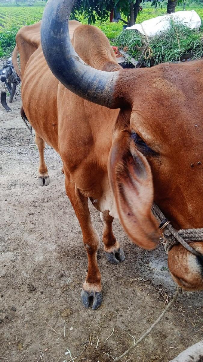 थंबनेल 3