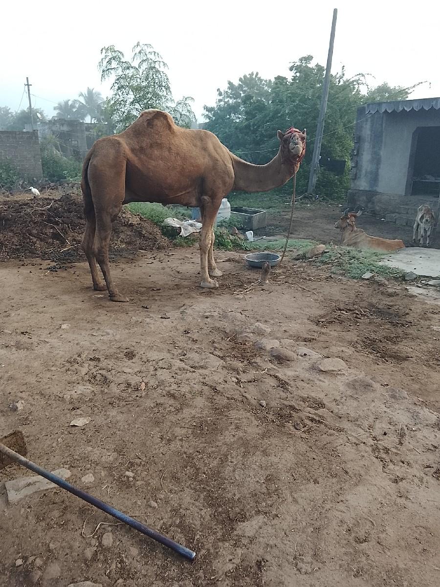 વેચવાનોછે