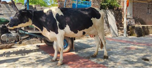 થંબનેલ 2