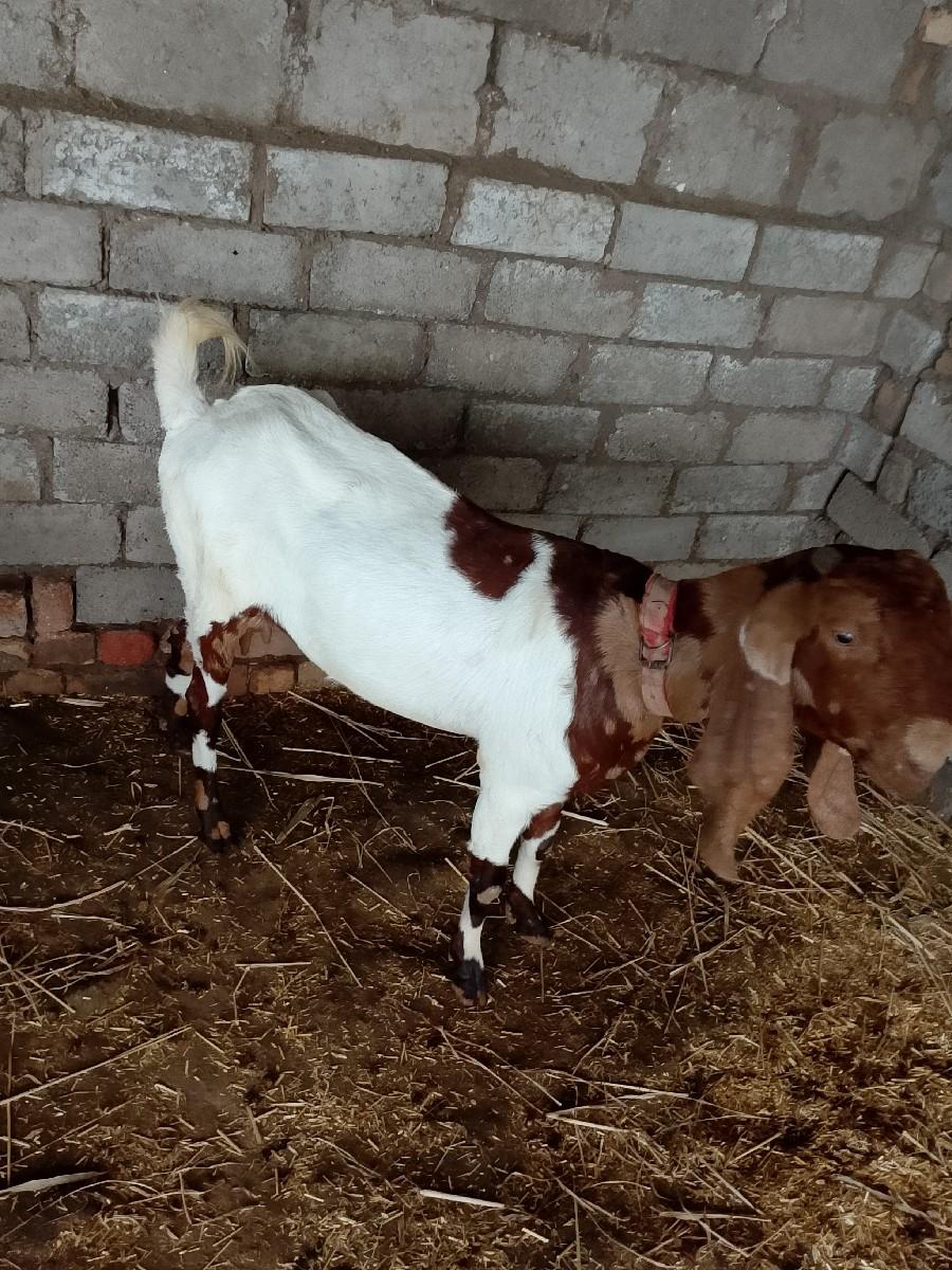 થંબનેલ 2