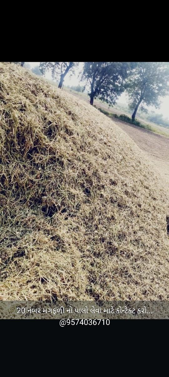 20 નંબર મગફળી નો પાલો