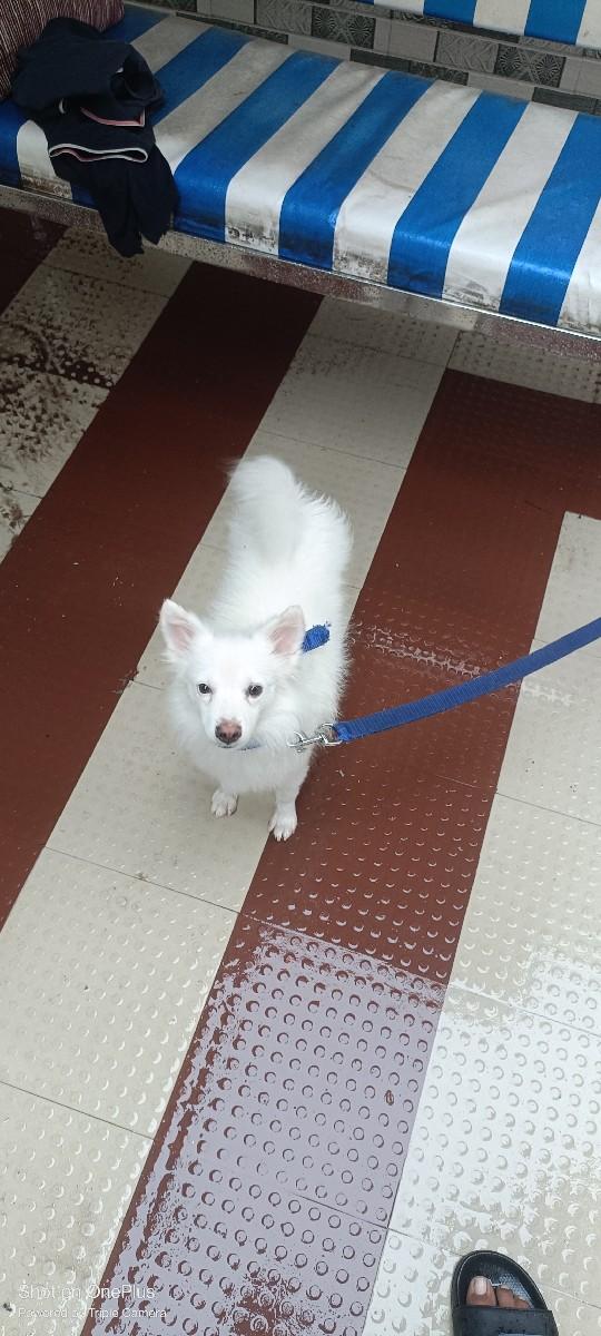 પામોલીન ઓરીજનલ છે