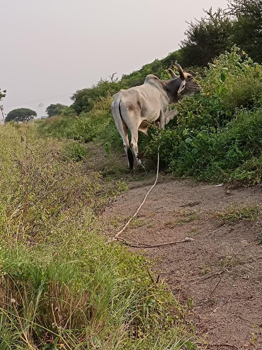 બળદ વેચવાના છે