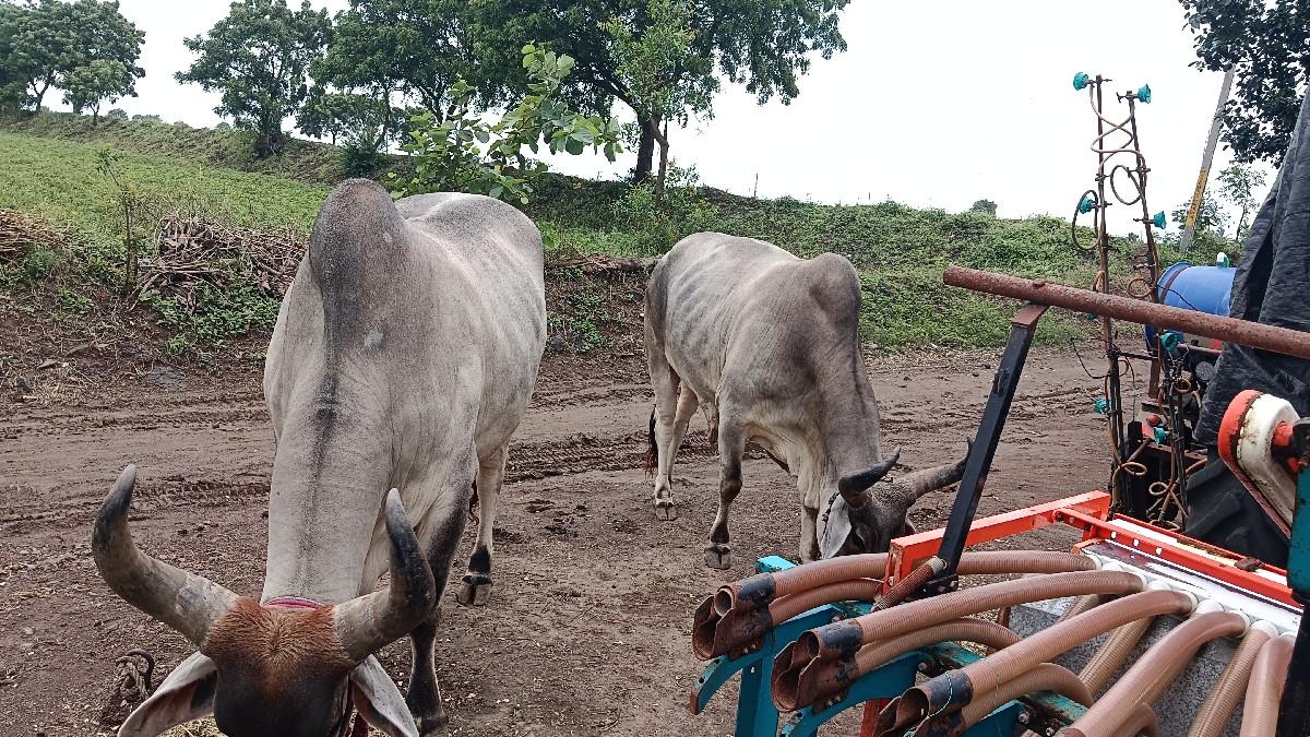 ગોધલા વેચવાના છે સાવ સોજા