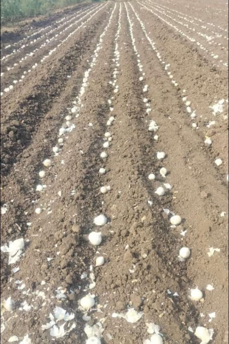 ડુંગળીનું બિયારણ સફેદ