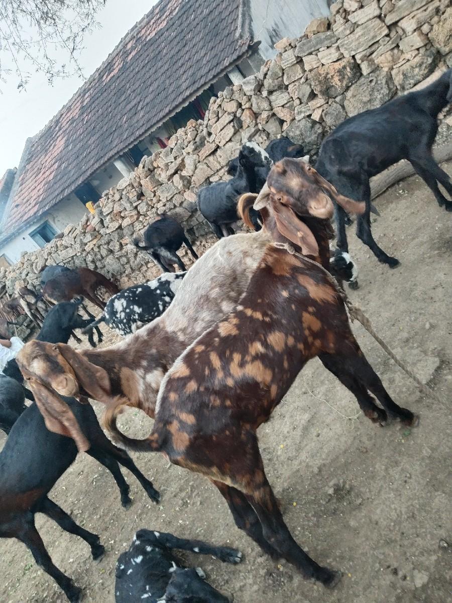 3 બોકળા વેચવાના