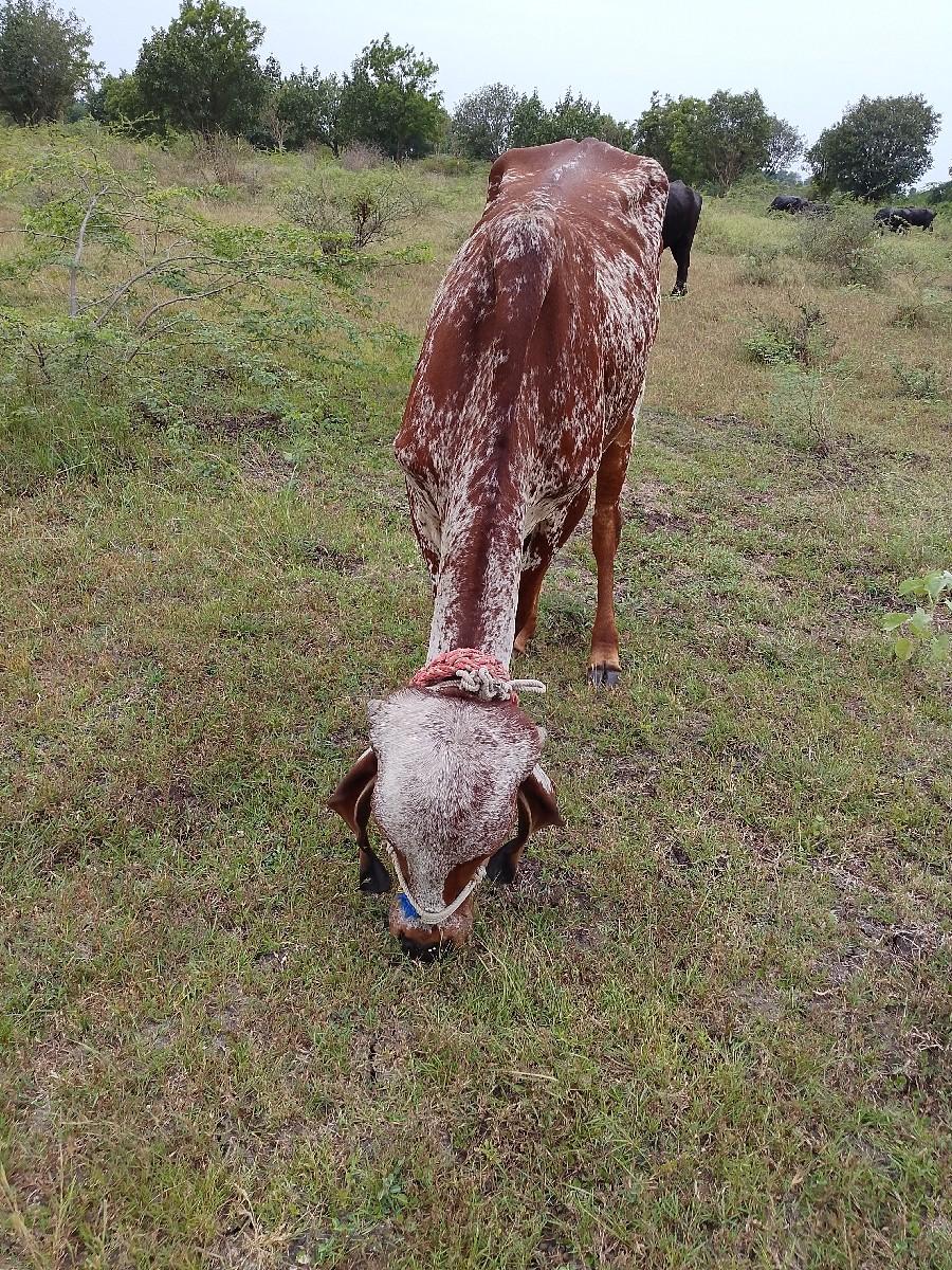 વેચવાનીછે