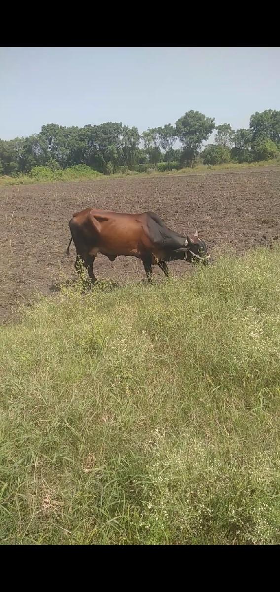 થંબનેલ 2