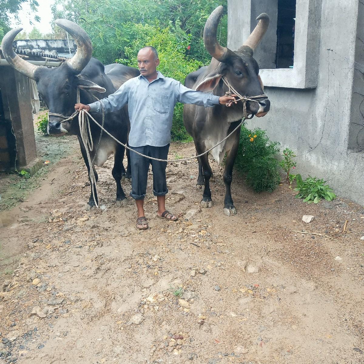 બળદ વેચવાના છે.