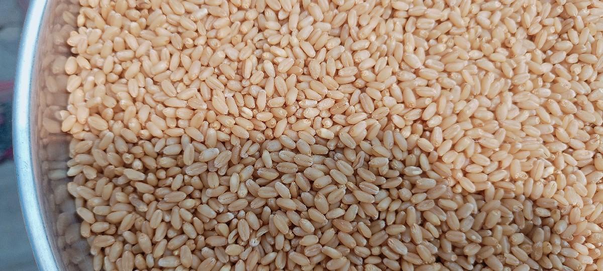 धंऊ भाव 650