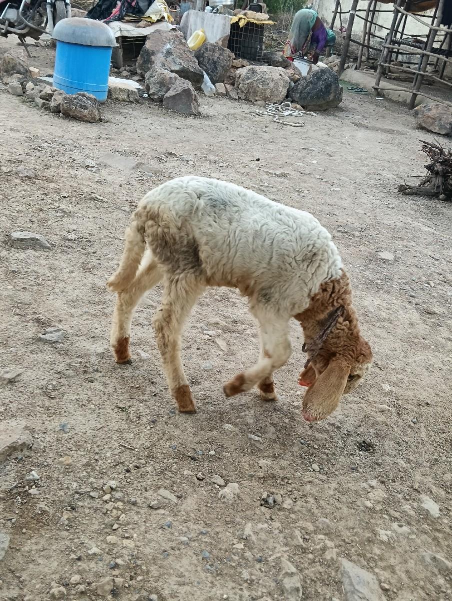 Porbandar Jila Taluka