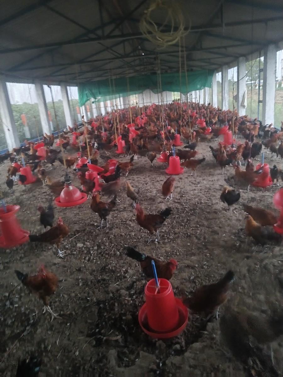 કુકડા વેચવાના છે