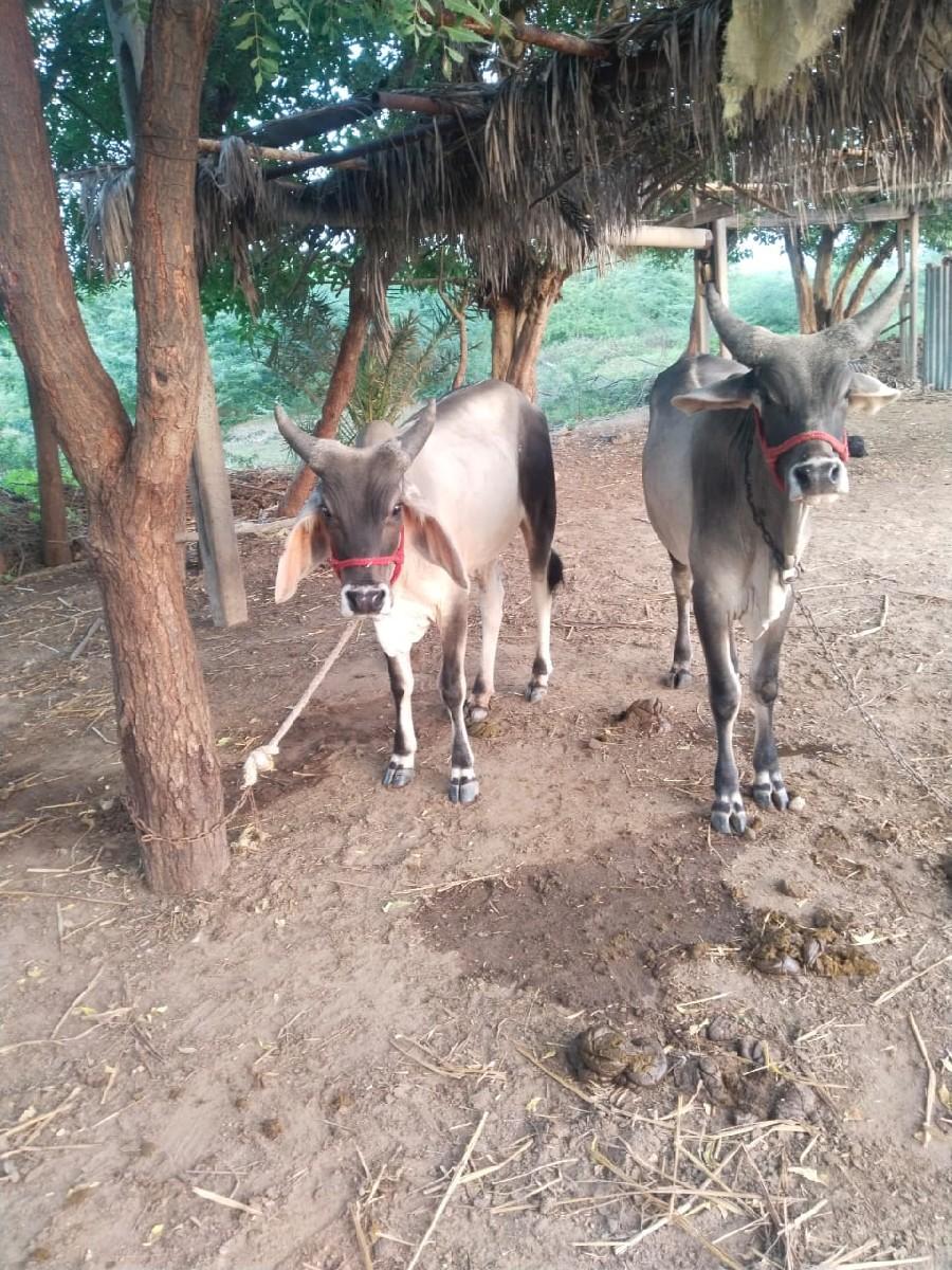 આ જોડ વેચવાની છે