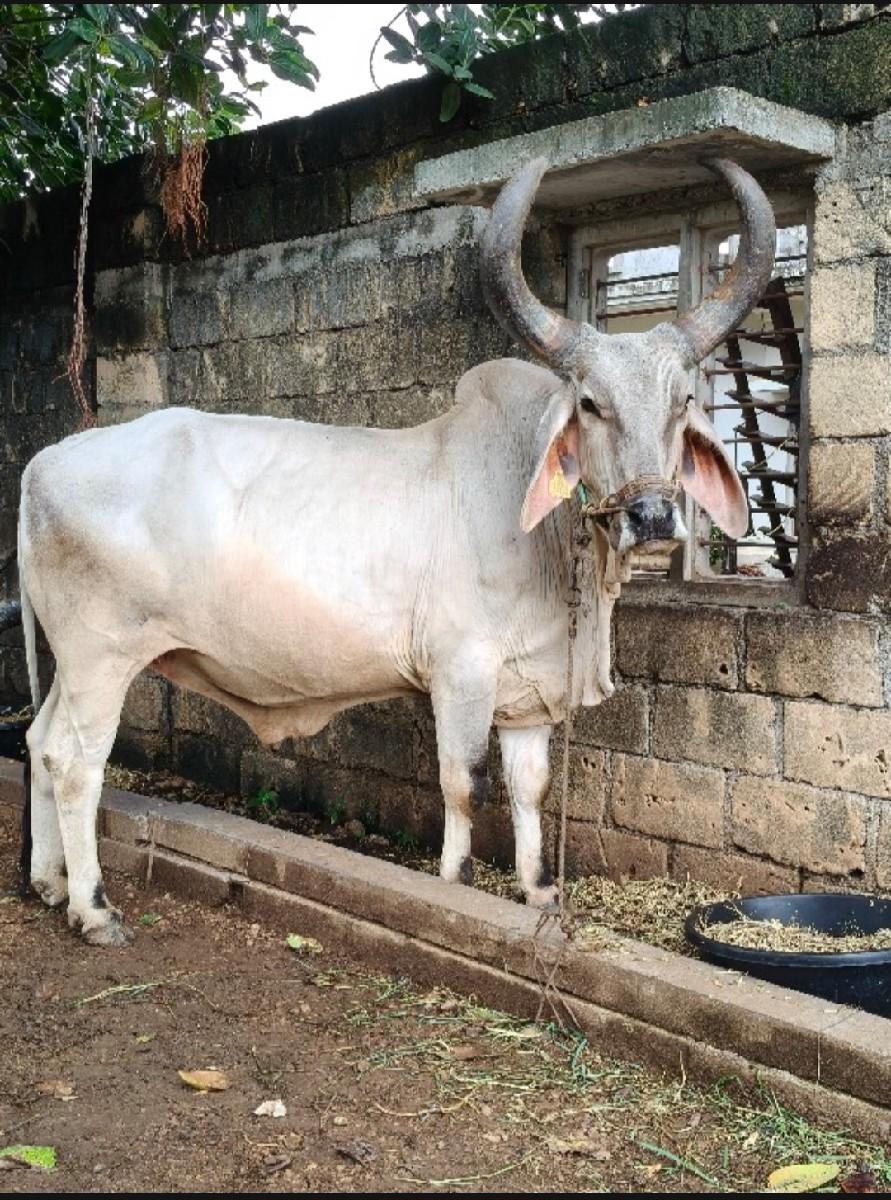 બળદ વેચવાનો છે