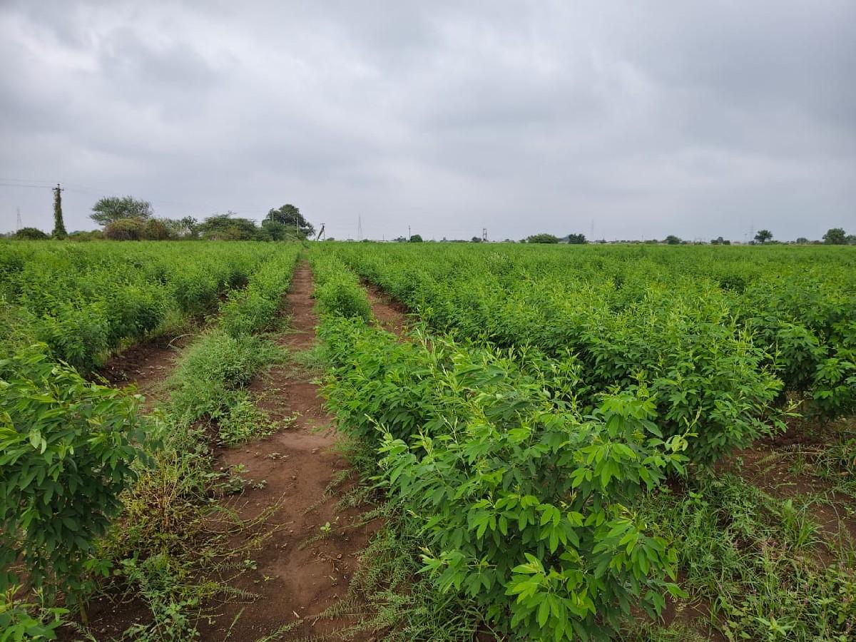 25 વિઘા ખેતી ની જમીન વેચવાની છે