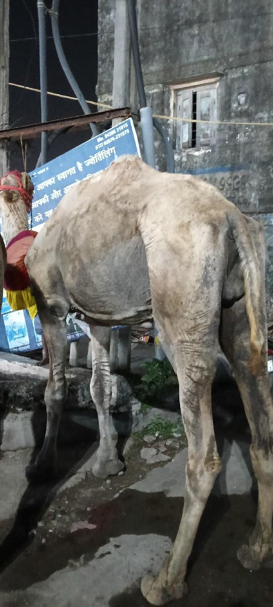 थंबनेल 3