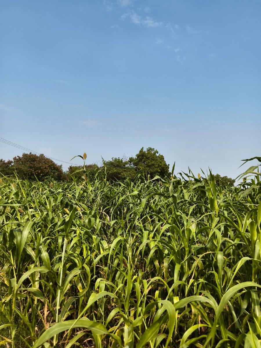 શિયાળુ જાર બેસવાની સે