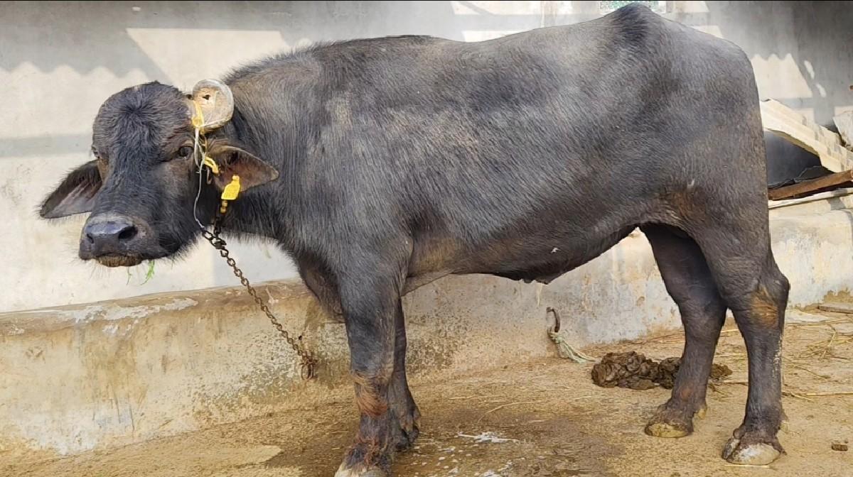 થંબનેલ 3