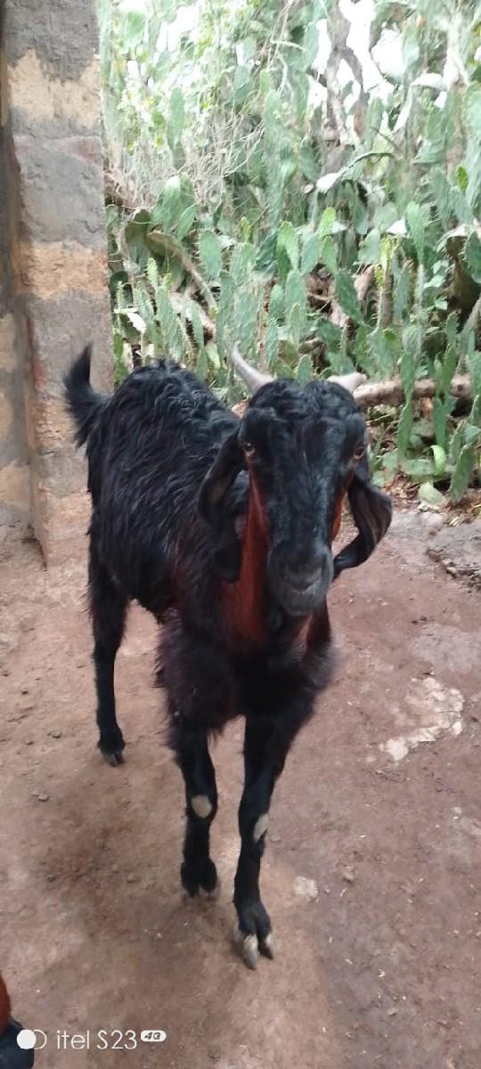 વેચવા ના છે