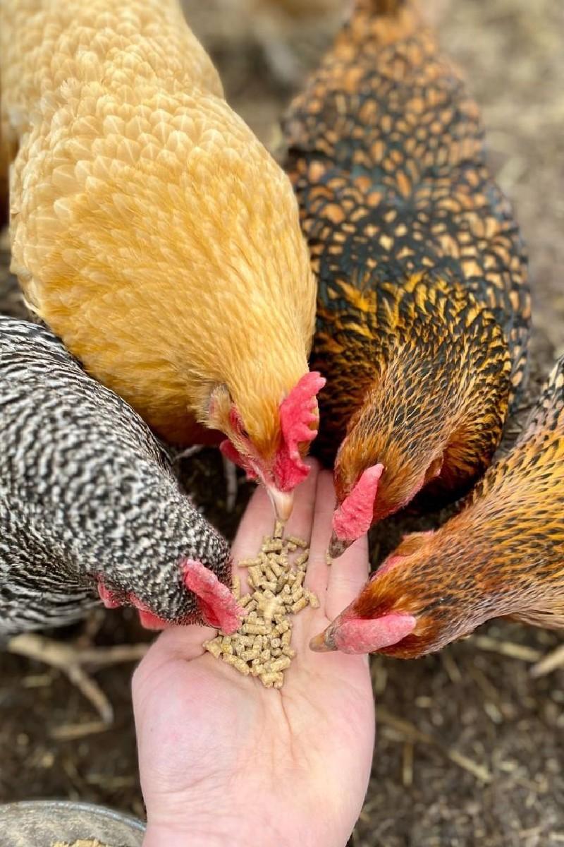 દેસી મરઘાં ની ચણ