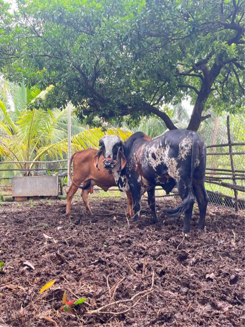 ખૂટ વેસવા નો શે