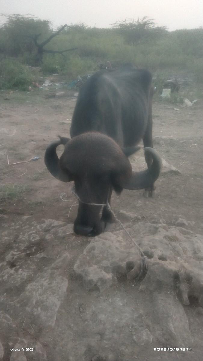 થંબનેલ 3